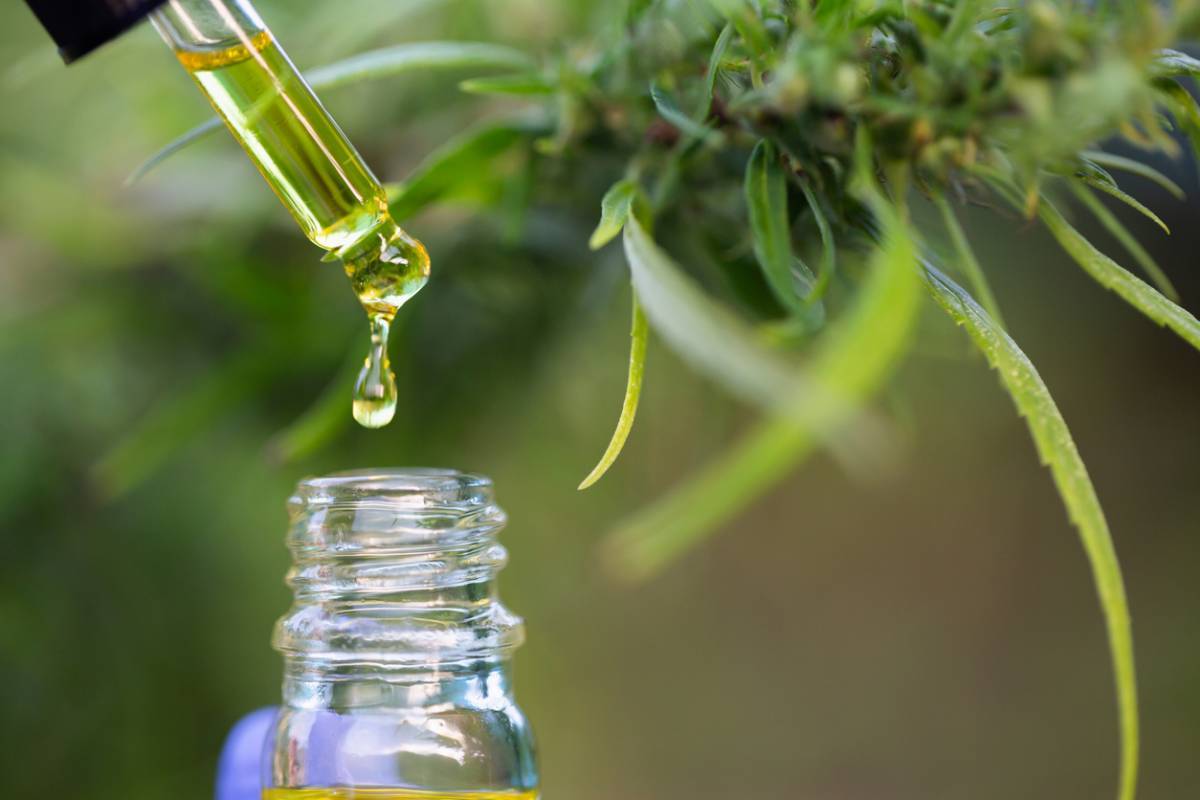 CBD : décryptage d'une molécule à la mode